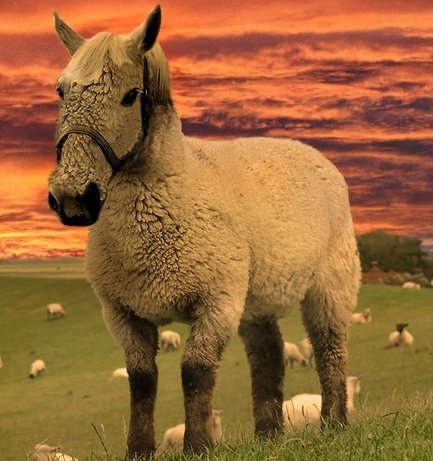 sheephorse_thumb.jpg