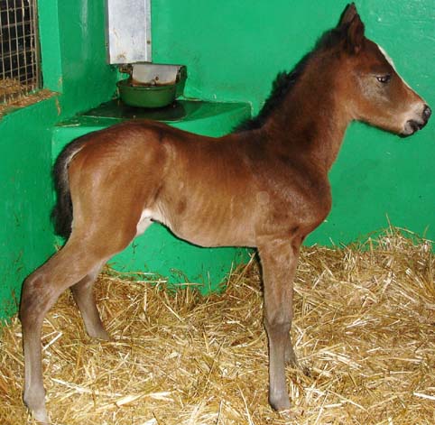 0_baldy_foal.jpg